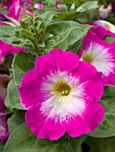 PETUNIA MERLIN PINK MORN