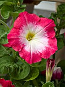 PETUNIA MERLIN RED MORN