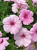 PETUNIA SUPERTUNIA COTTON CANDY