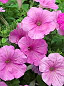 PETUNIA SUPERTUNIA LAVENDER PINK