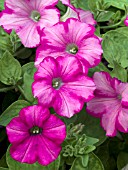 PETUNIA SUPERTUNIA RASPBERRY BLAST