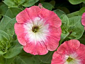 PETUNIA VOYAGER CORAL MORN