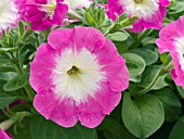 PETUNIA VOYAGER PINK MORN