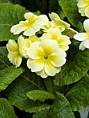 PRIMULA POLYANTHUS SUPERNOVA PRIMROSE