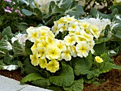 PRIMULA POLYANTHUS SUPERNOVA PRIMROSE