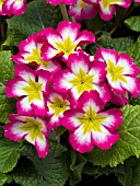 PRIMULA POLYANTHUS SUPERNOVA ROSE BICOLOR