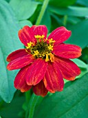 ZINNIA KNEE HIGH RED