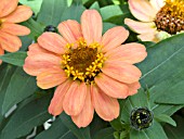 ZINNIA PROFUSION APRICOT