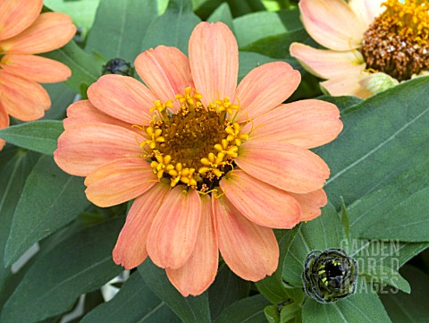 ZINNIA_PROFUSION_APRICOT