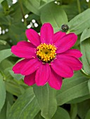 ZINNIA PROFUSION CHERRY