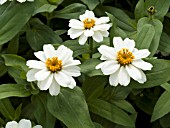 ZINNIA PROFUSION WHITE