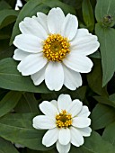 ZINNIA PROFUSION WHITE