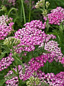 ACHILLEA MILLEFOLIUM CERISE QUEEN