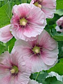 ALCEA ROSEA LIGHT PINK