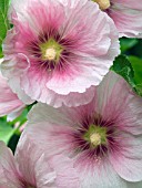 ALCEA ROSEA LIGHT PINK