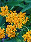 ASCLEPIAS TUBEROSA