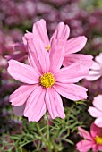 COSMOS BIPINNATUS CLOSE UP OF FLOWER.