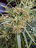 CYPERUS ALTERNIFOLIA