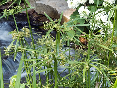 CYPERUS_ALTERNIFOLIA