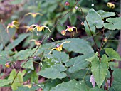 EPIMEDIUM DAVIDII