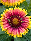 GAILLARDIA GOBLIN