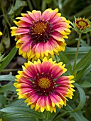 GAILLARDIA GOBLIN