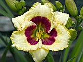 HEMEROCALLIS AWESOME CANDY