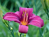 HEMEROCALLIS BEAUTY WITHIN