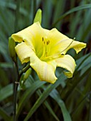 HEMEROCALLIS COSMIC HUMMINGBIRD