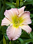 HEMEROCALLIS DIVINE GUIDANCE