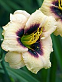 HEMEROCALLIS DRAGONS ORB