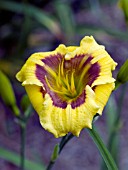 HEMEROCALLIS JASON SALTER