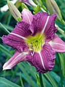 HEMEROCALLIS RUFFLED DAZZLER