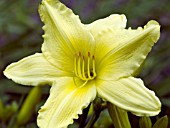 HEMEROCALLIS SPRING SHOWER