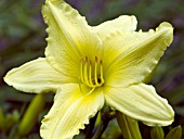 HEMEROCALLIS SPRING SHOWER