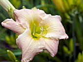 HEMEROCALLIS SWEETEST STORY