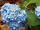 HYDRANGEA MACROPHYLLA ALL SUMMER BEAUTY