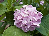 HYDRANGEA MACROPHYLLA BAILMER ENDLESS SUMMER