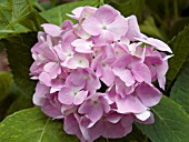 HYDRANGEA MACROPHYLLA BAILMER ENDLESS SUMMER