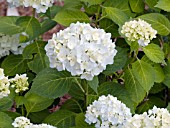 HYDRANGEA MACROPHYLLA BLUSHING BRIDE