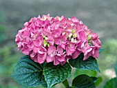 HYDRANGEA MACROPHYLLA BRUNETTE