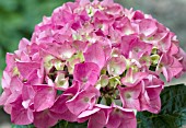 HYDRANGEA MACROPHYLLA BRUNETTE