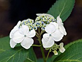 HYDRANGEA MACROPHYLLA GEISHA GIRL