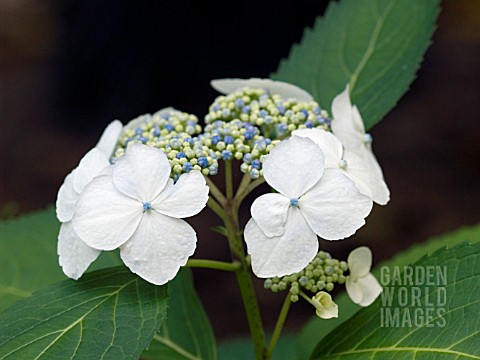 HYDRANGEA_MACROPHYLLA_GEISHA_GIRL