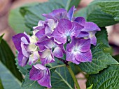 HYDRANGEA MACROPHYLLA GLOWING EMBERS