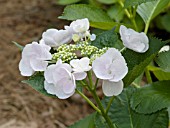 HYDRANGEA MACROPHYLLA HOBELLA