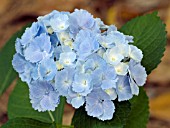 HYDRANGEA MACROPHYLLA HOMIGO