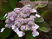 HYDRANGEA MACROPHYLLA LADY IN RED