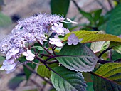 HYDRANGEA MACROPHYLLA LADY IN RED