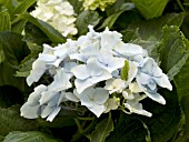 HYDRANGEA MACROPHYLLA LIGHT BLUE